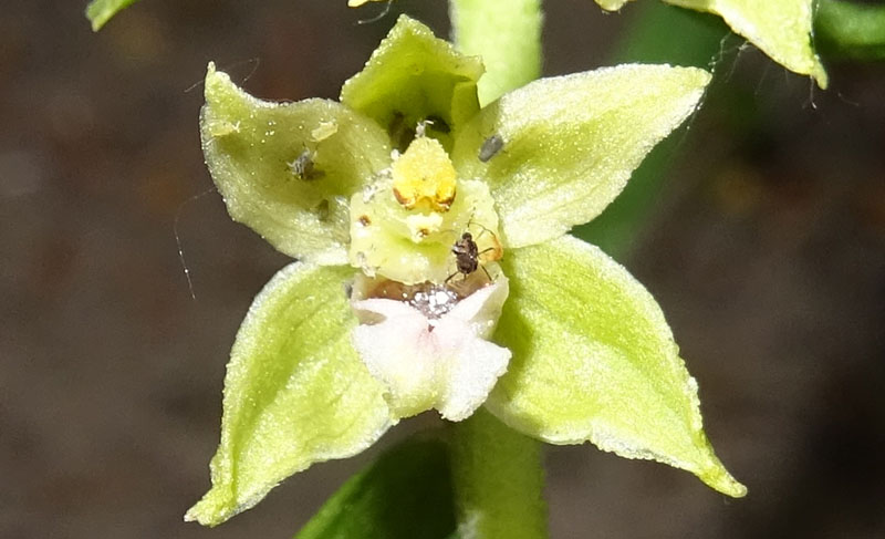 Epipactis bugacensis subsp. bugacensis